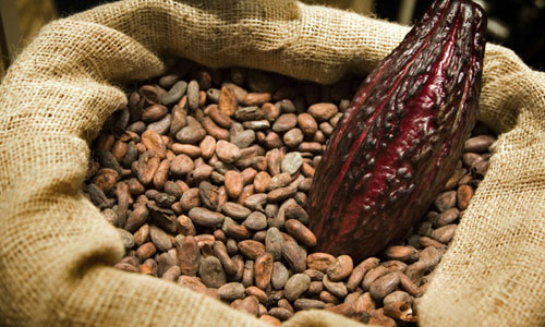 Komoditas Kakao Wajib Fermentasi Mulai 2016