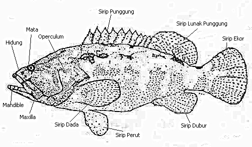 Kerapu ikan Identification and