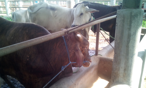 Hasil Assessment KBSR, Kab. Bojonegoro, Januari 2016 Hasil Assessment KBSR, Kab. Bojonegoro, Januari 2016