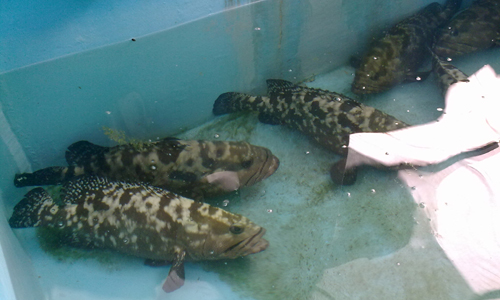 Mengenal Ikan Kerapu Mengenal Ikan Kerapu