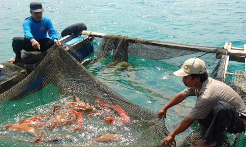 Agribisnis Ikan Kerapu Agribisnis Ikan Kerapu
